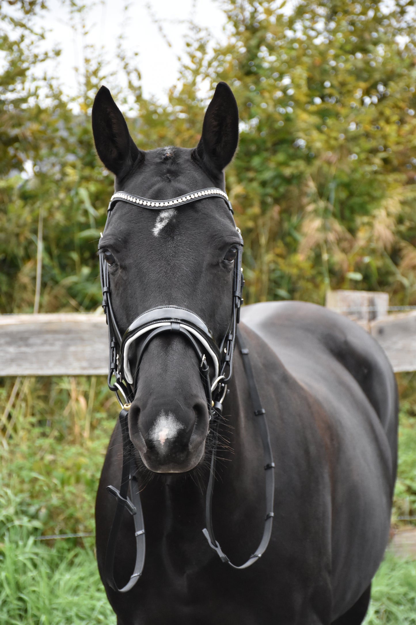 Profirider hoofdstel Wit onderlegd