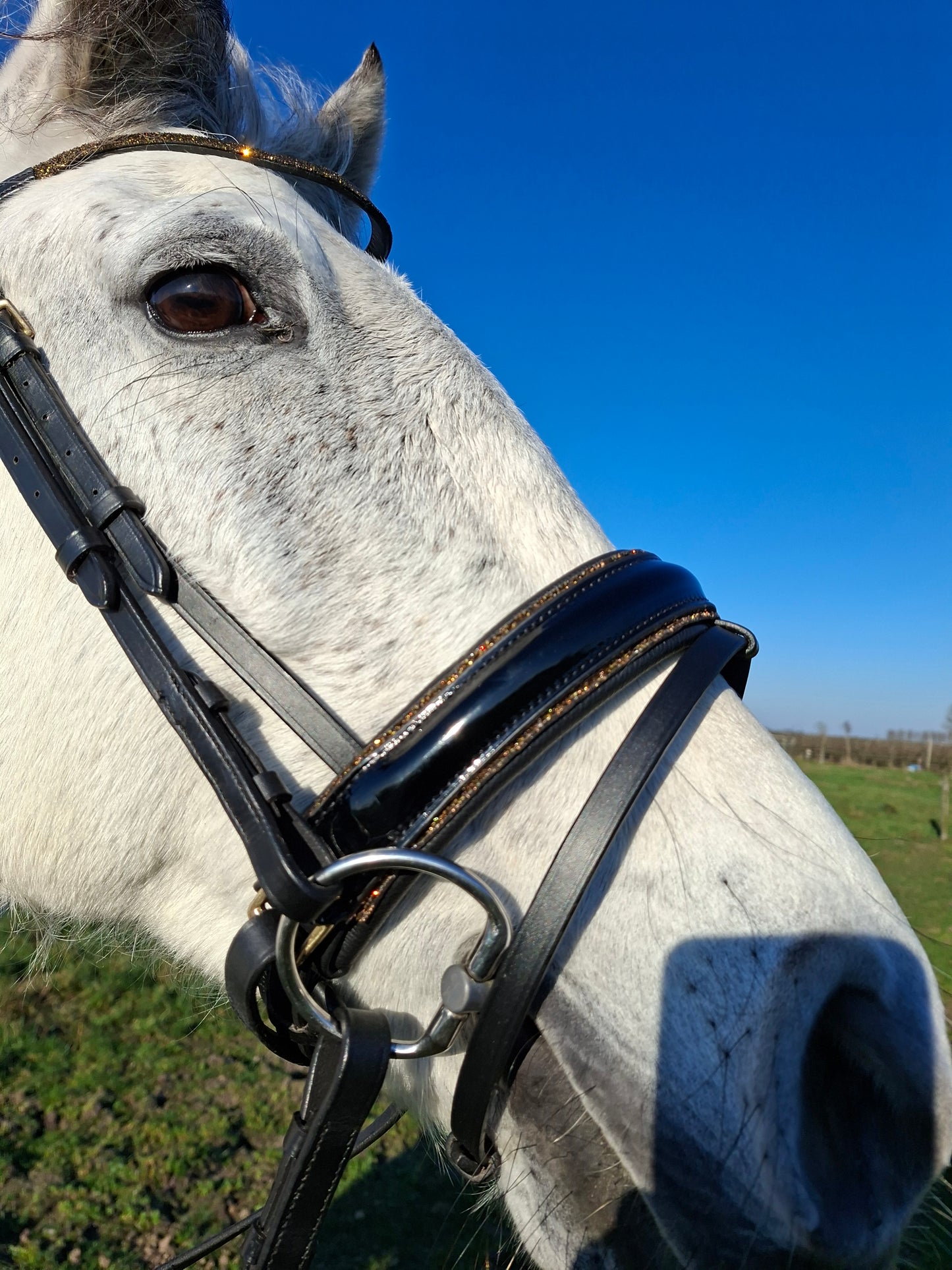 Profirider hoofdstel black/goud