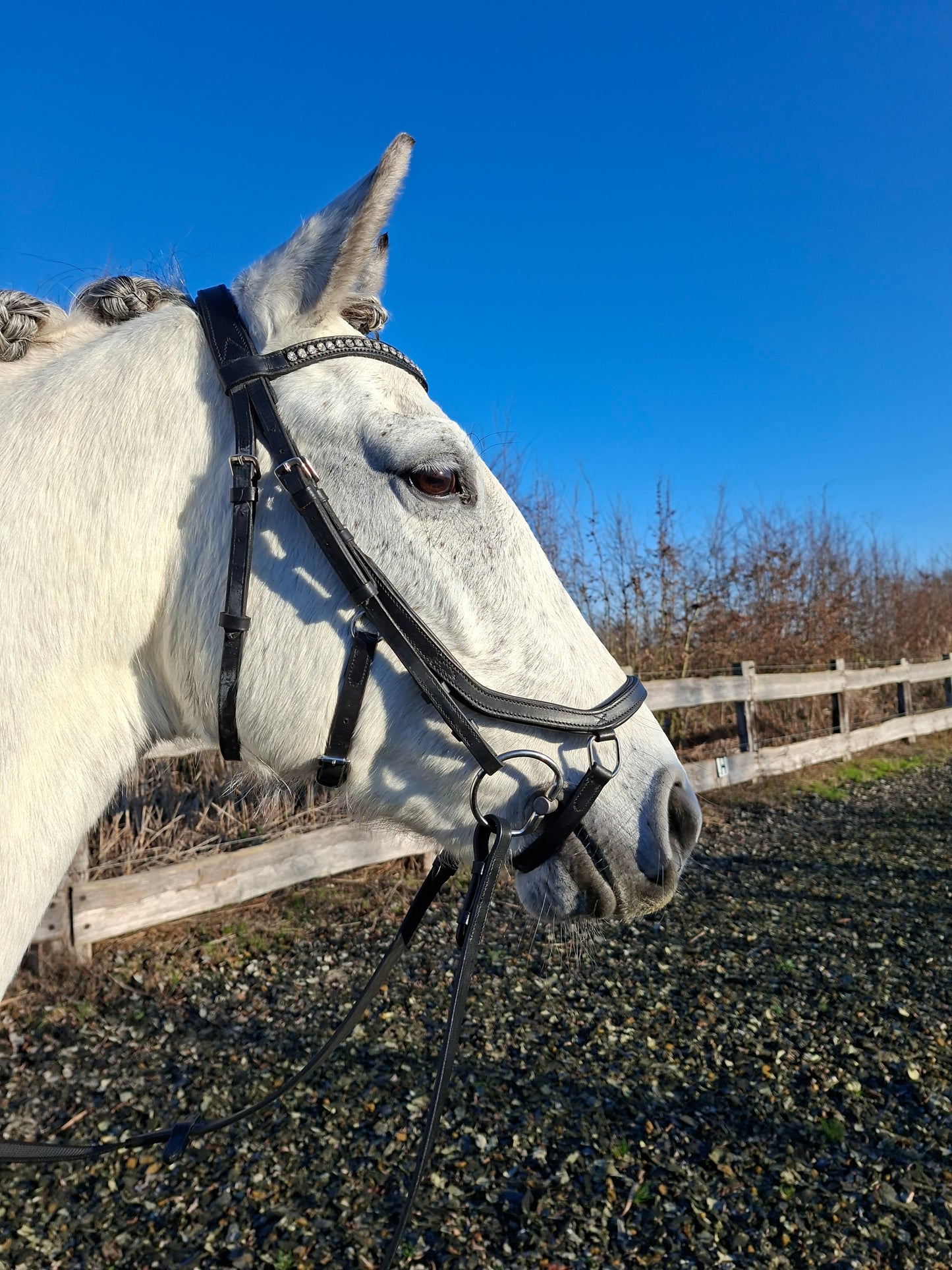 Profirider hoofdstel revolution