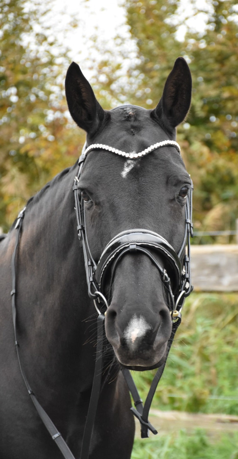 Profirider hoofdstel diamant maat cob