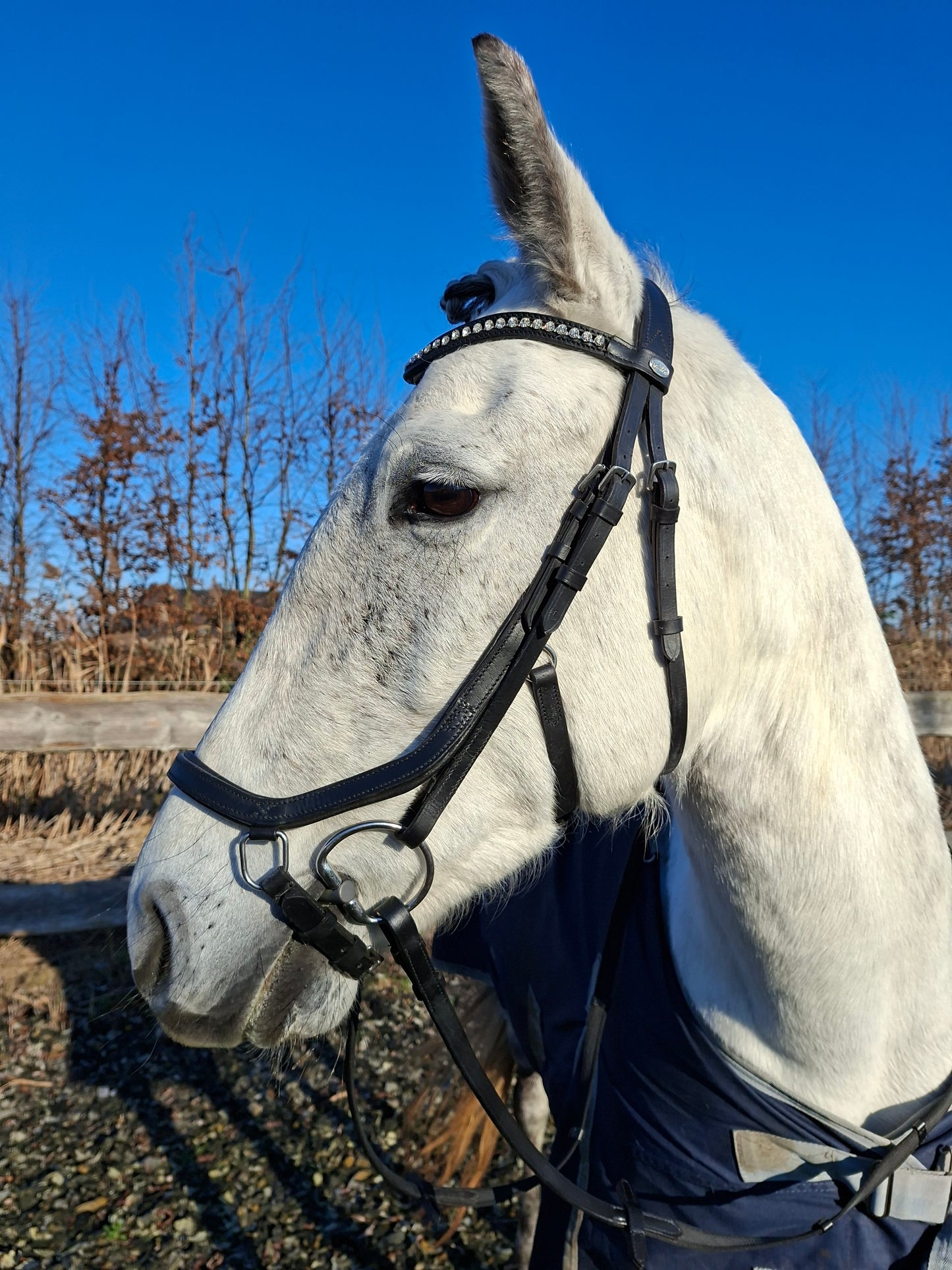 Profirider hoofdstel revolution