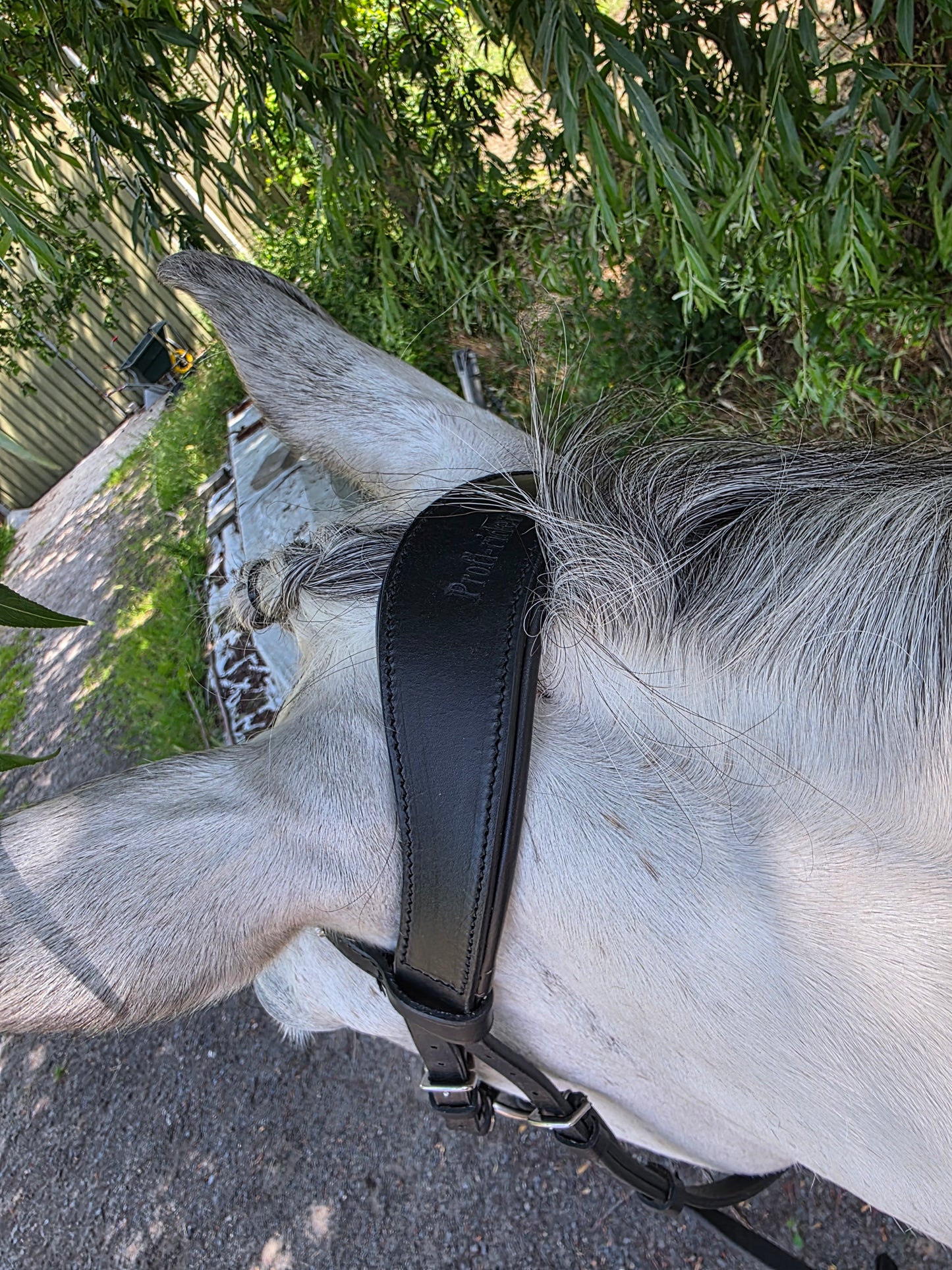 Profirider hoofdstel