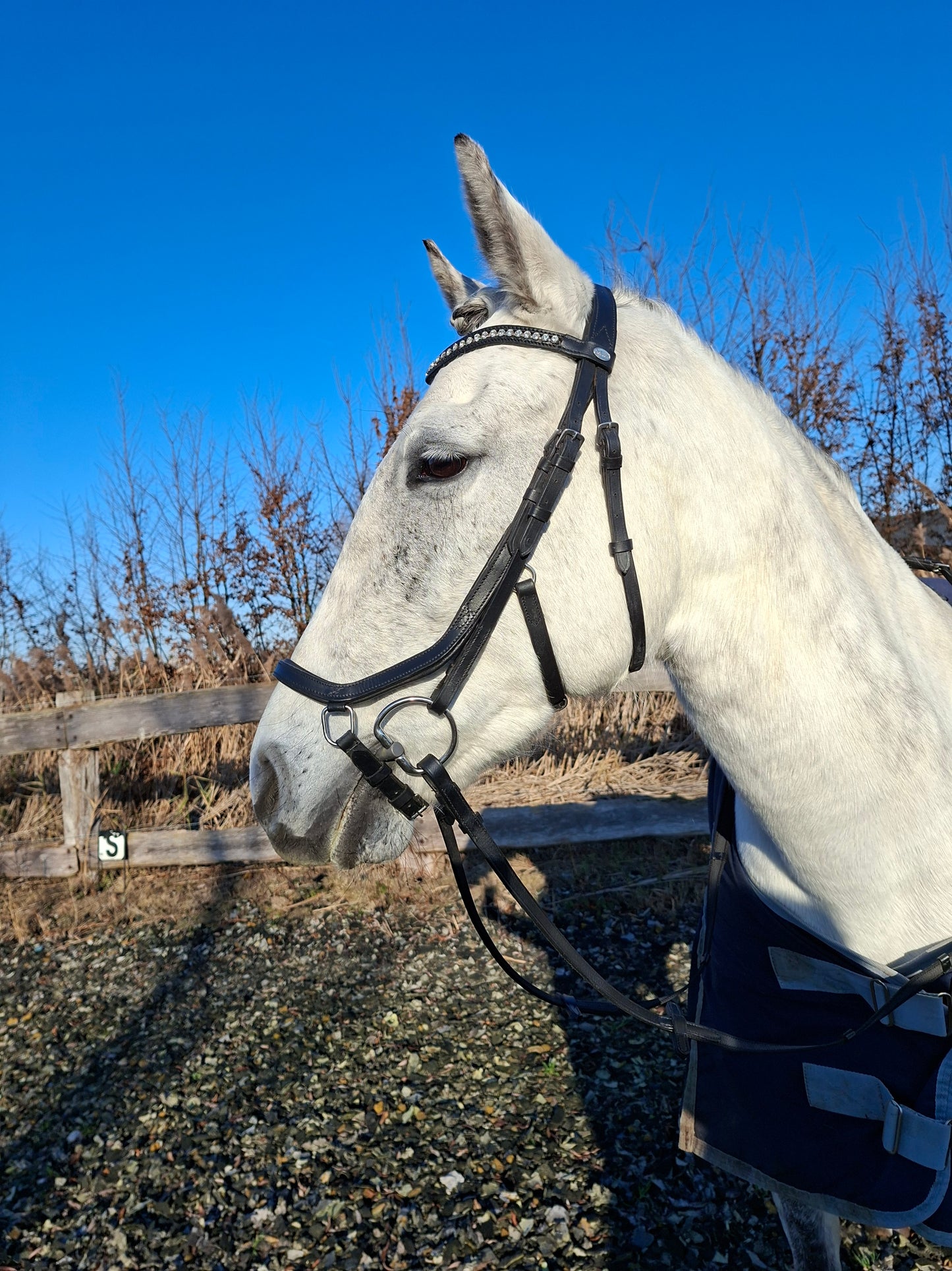 Profirider hoofdstel revolution