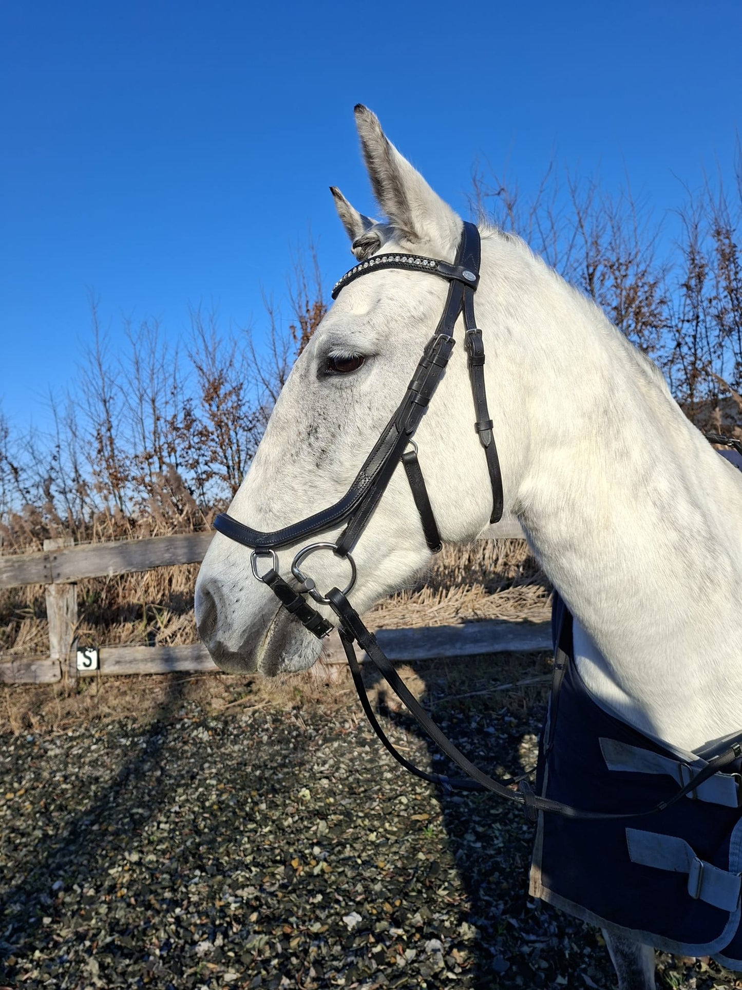 Profirider revolution Hoofdstel met diamanten