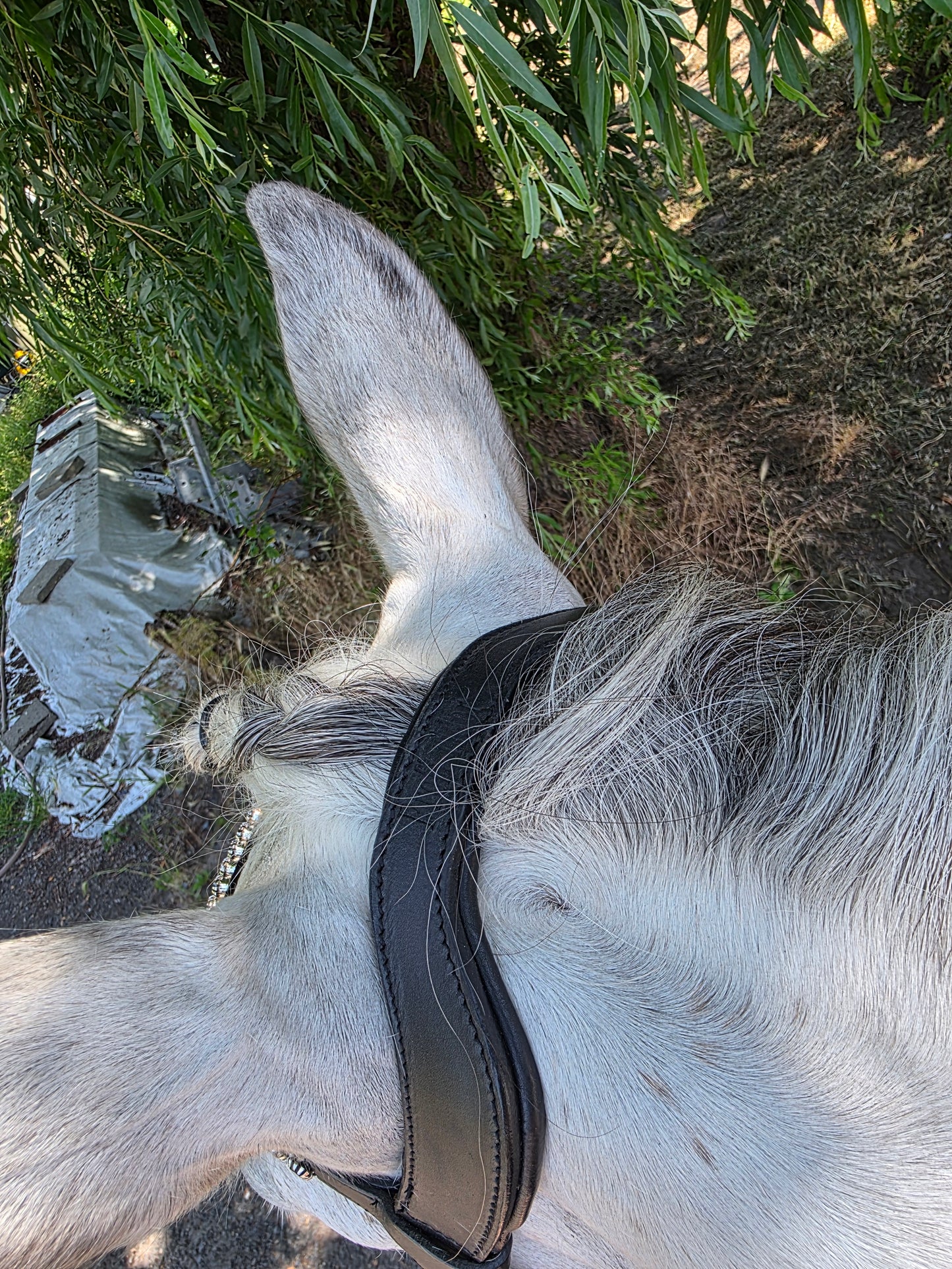 Profirider hoofdstel
