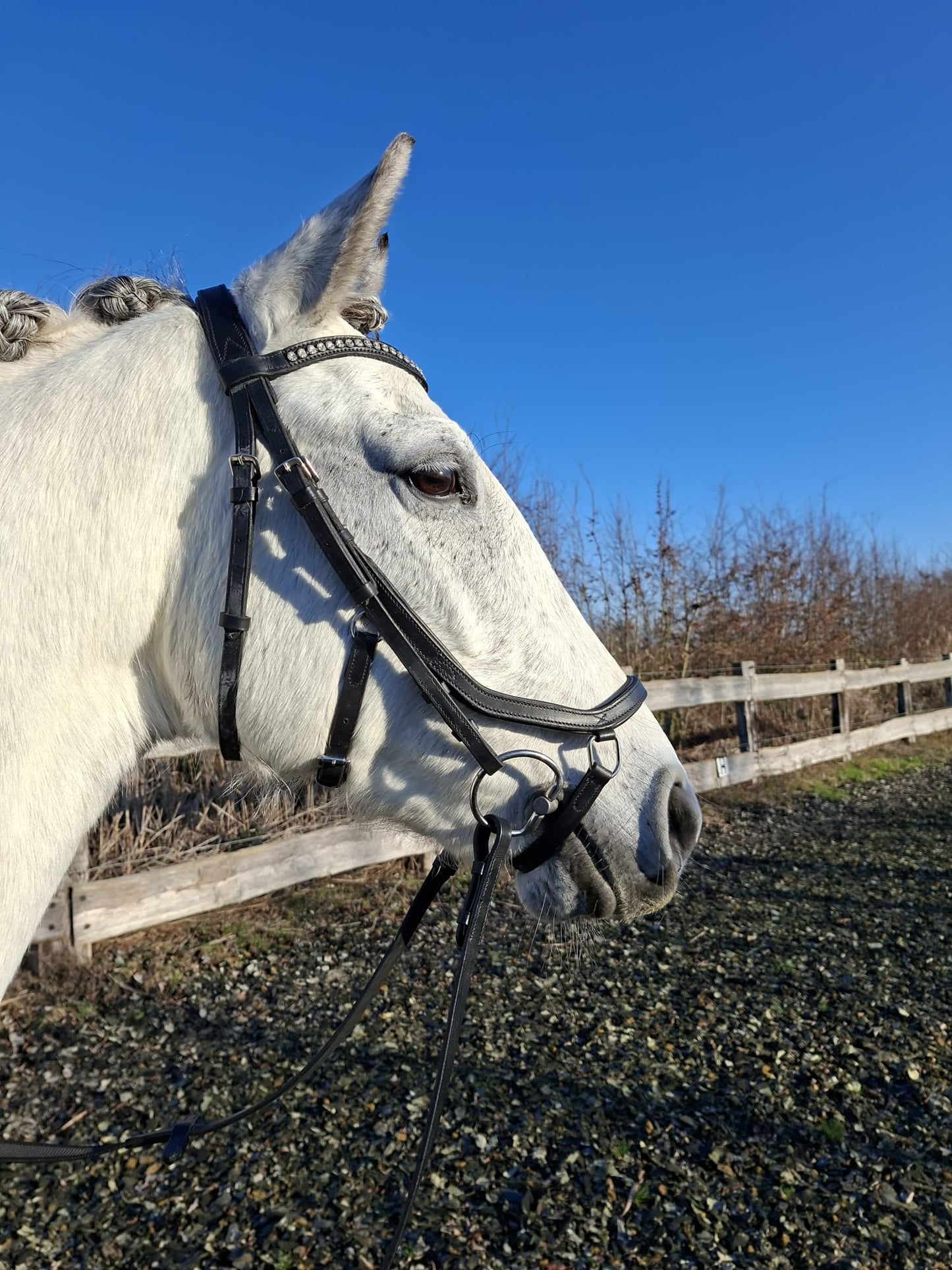 Profirider revolution Hoofdstel met diamanten