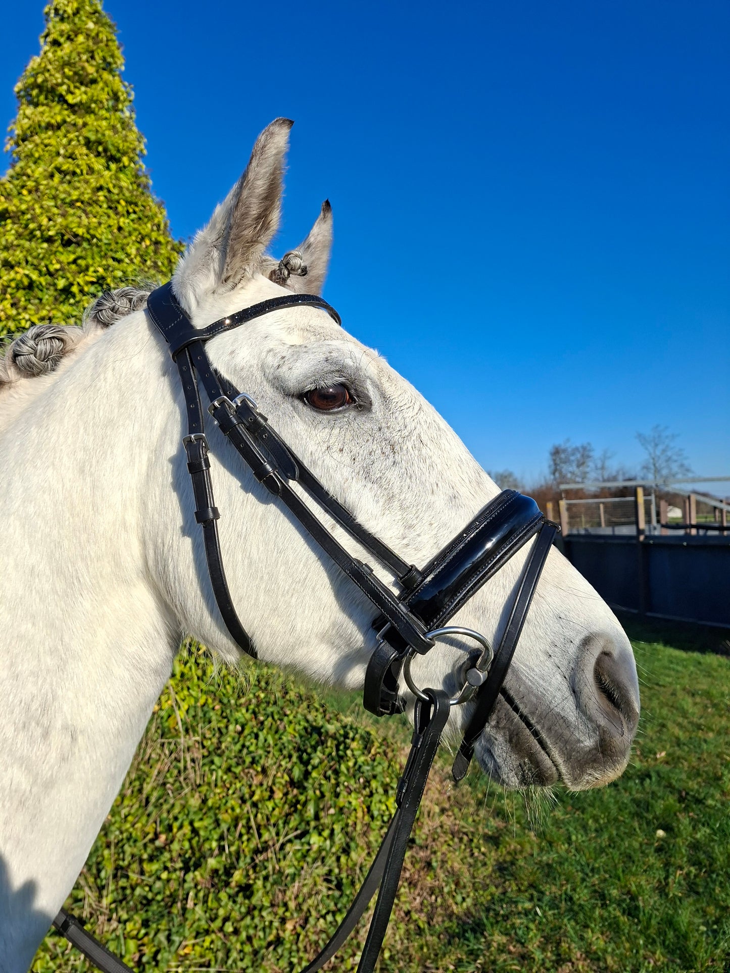 Profirider hoofdstel hotfix stone black/black