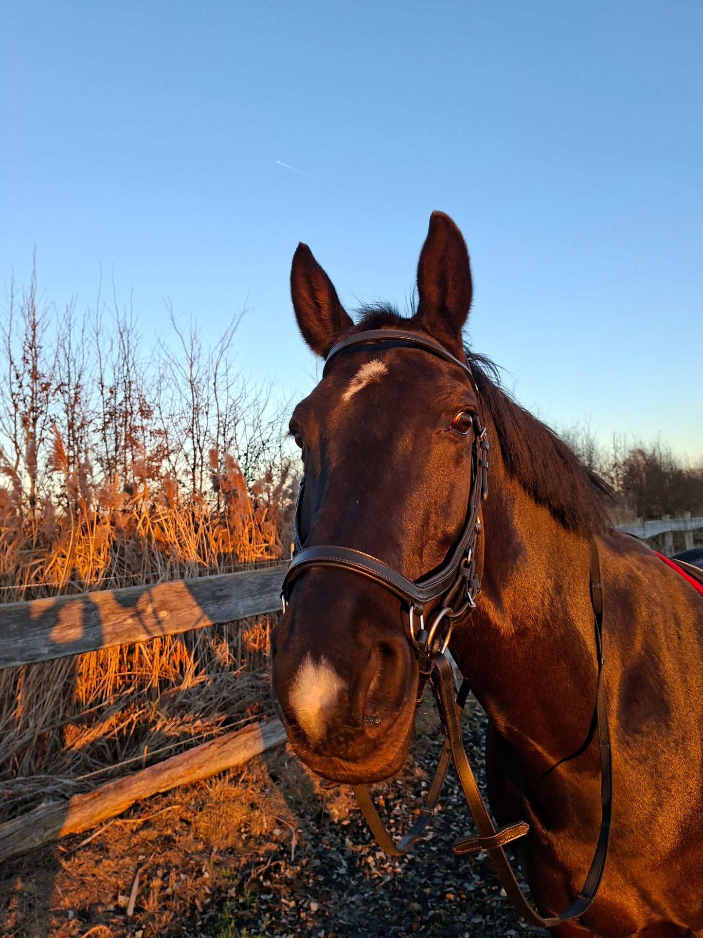 Profirider revolution full