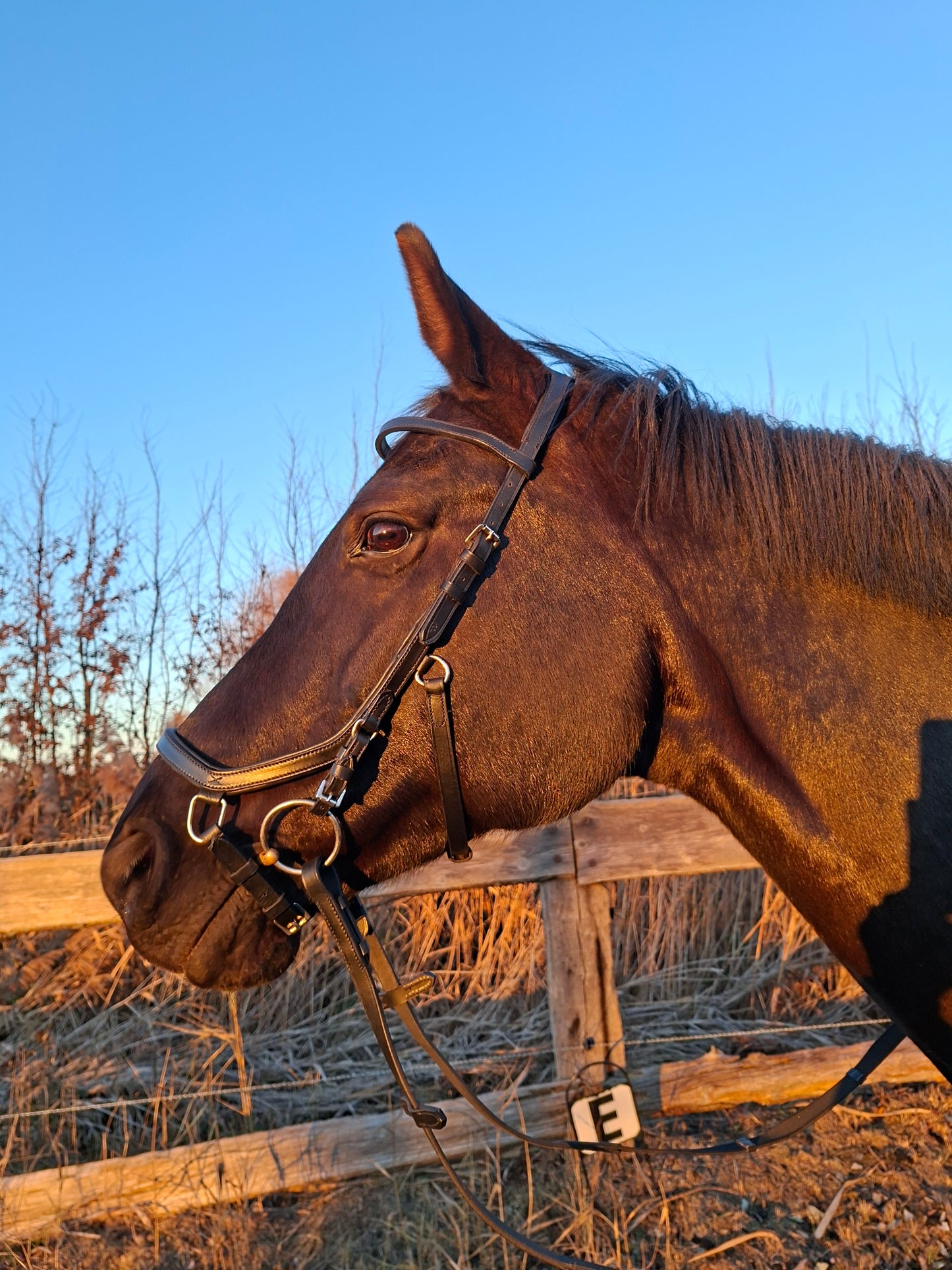 Profirider revolution full