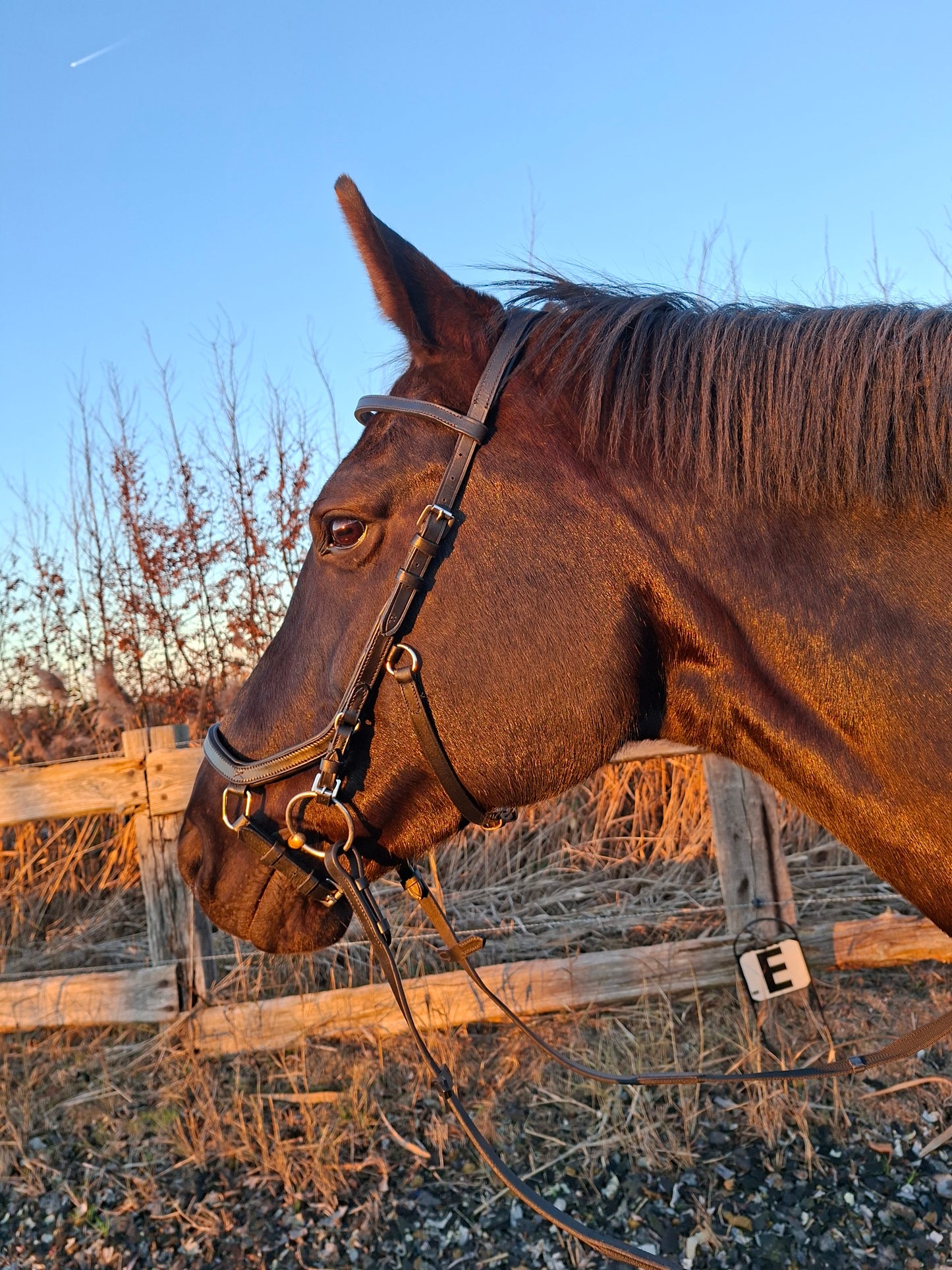 Profirider revolution full